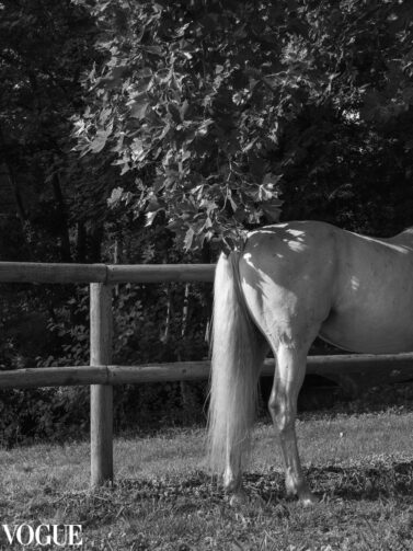 BERNI VI, cavalo branco em preto e branco, selecionado para PhotoVogue