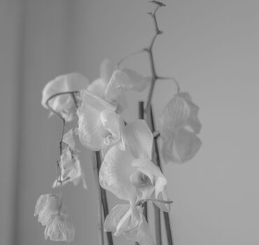 ORCHID