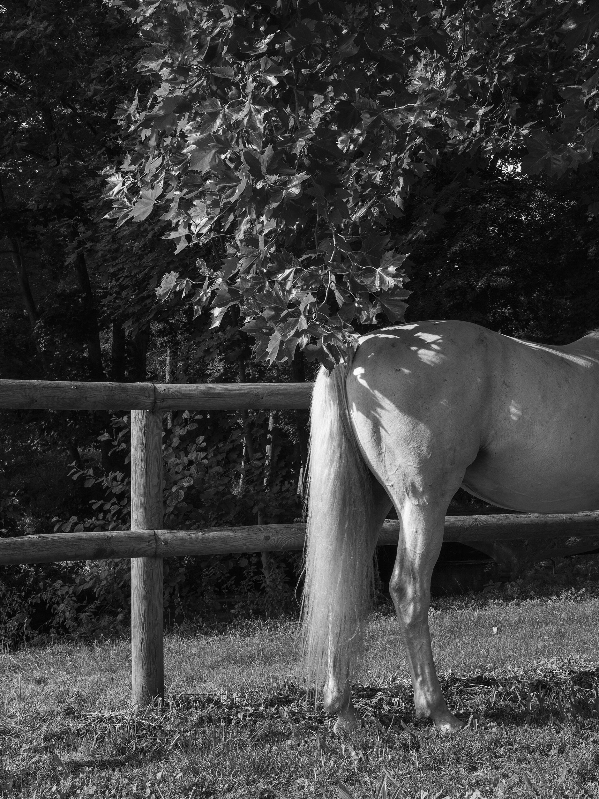 Hindquarters and tail of a grey horse in tree shade by a wooden fence in France, black and white fine art photography.