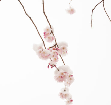 WHEN WINTER MET SPRING - Miniatura 3