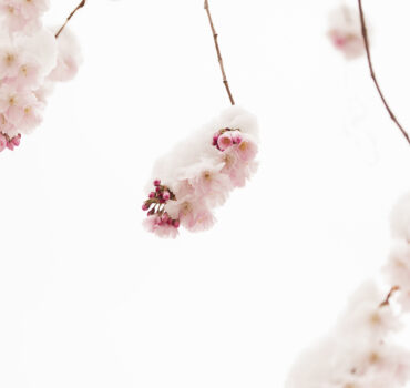 WHEN WINTER MET SPRING - Miniatura 4