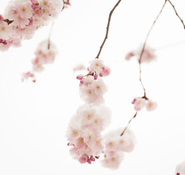 WHEN WINTER MET SPRING - Miniatura 5