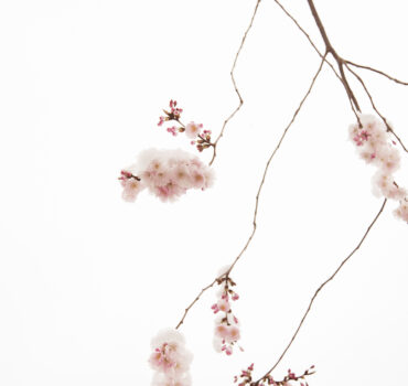 WHEN WINTER MET SPRING - Miniatura 6