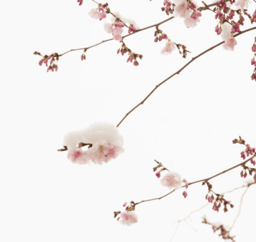 WHEN WINTER MET SPRING - Miniatura 1
