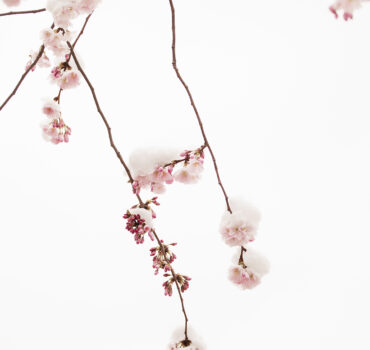 WHEN WINTER MET SPRING - Miniatura 8