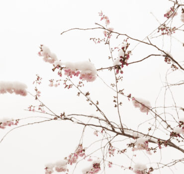 WHEN WINTER MET SPRING - Miniatura 13