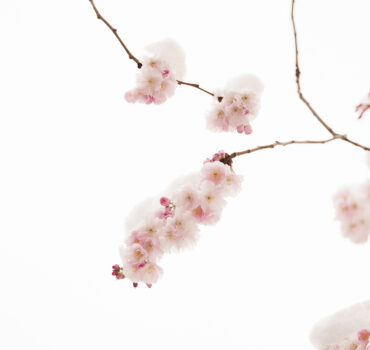 WHEN WINTER MET SPRING - Miniatura 14
