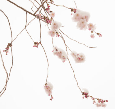WHEN WINTER MET SPRING - Miniatura 11