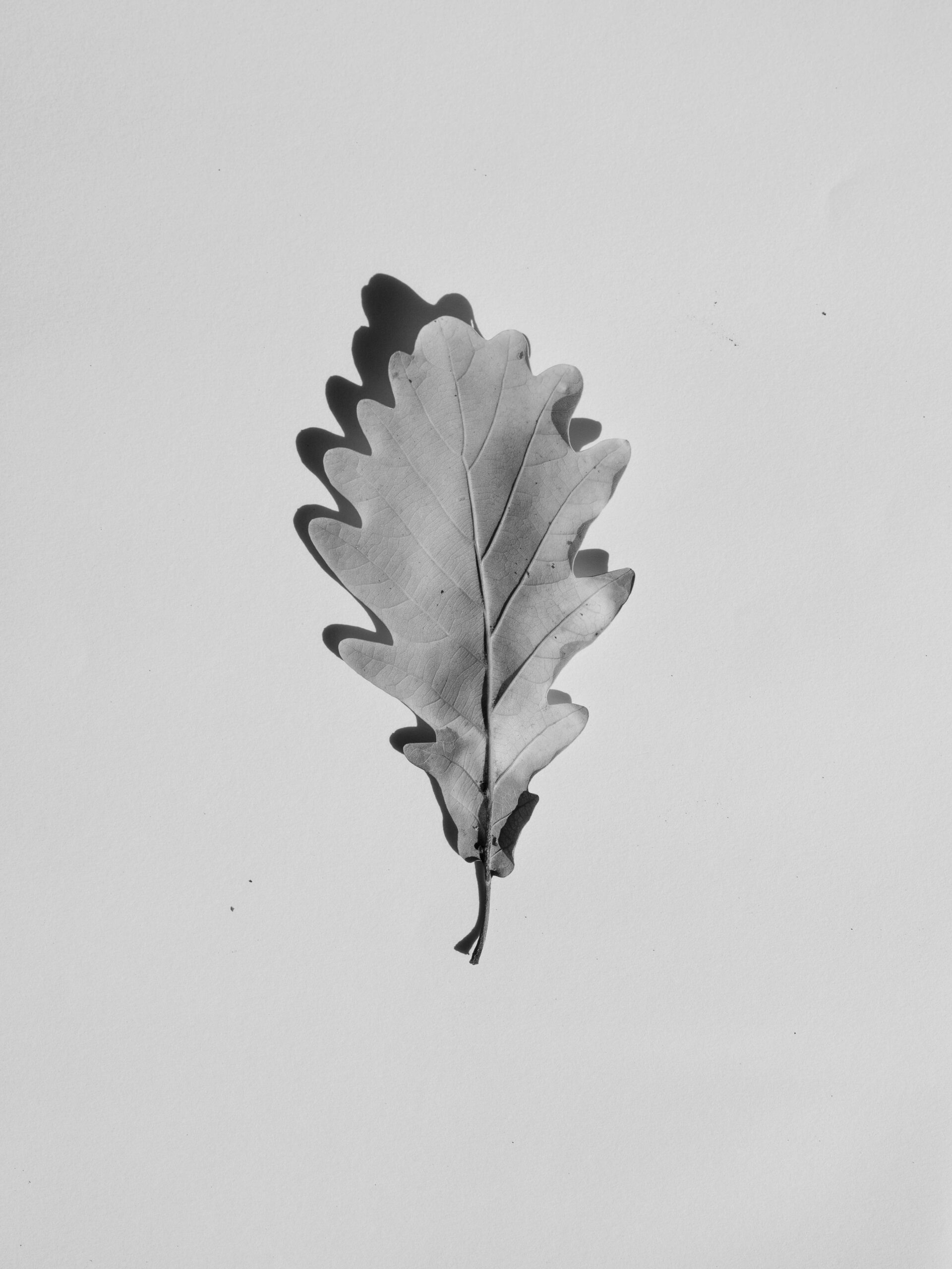leaf
