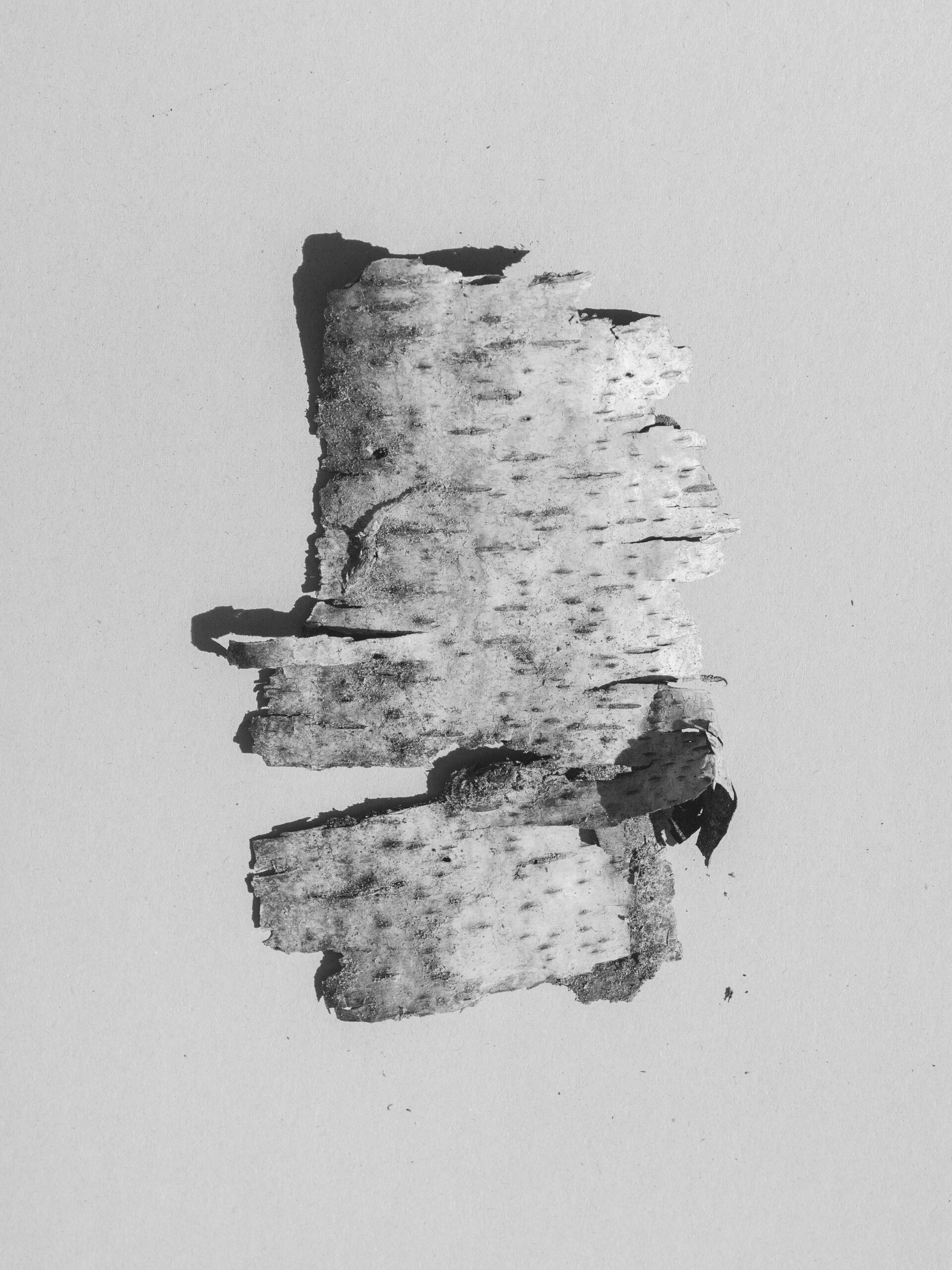 tree bark