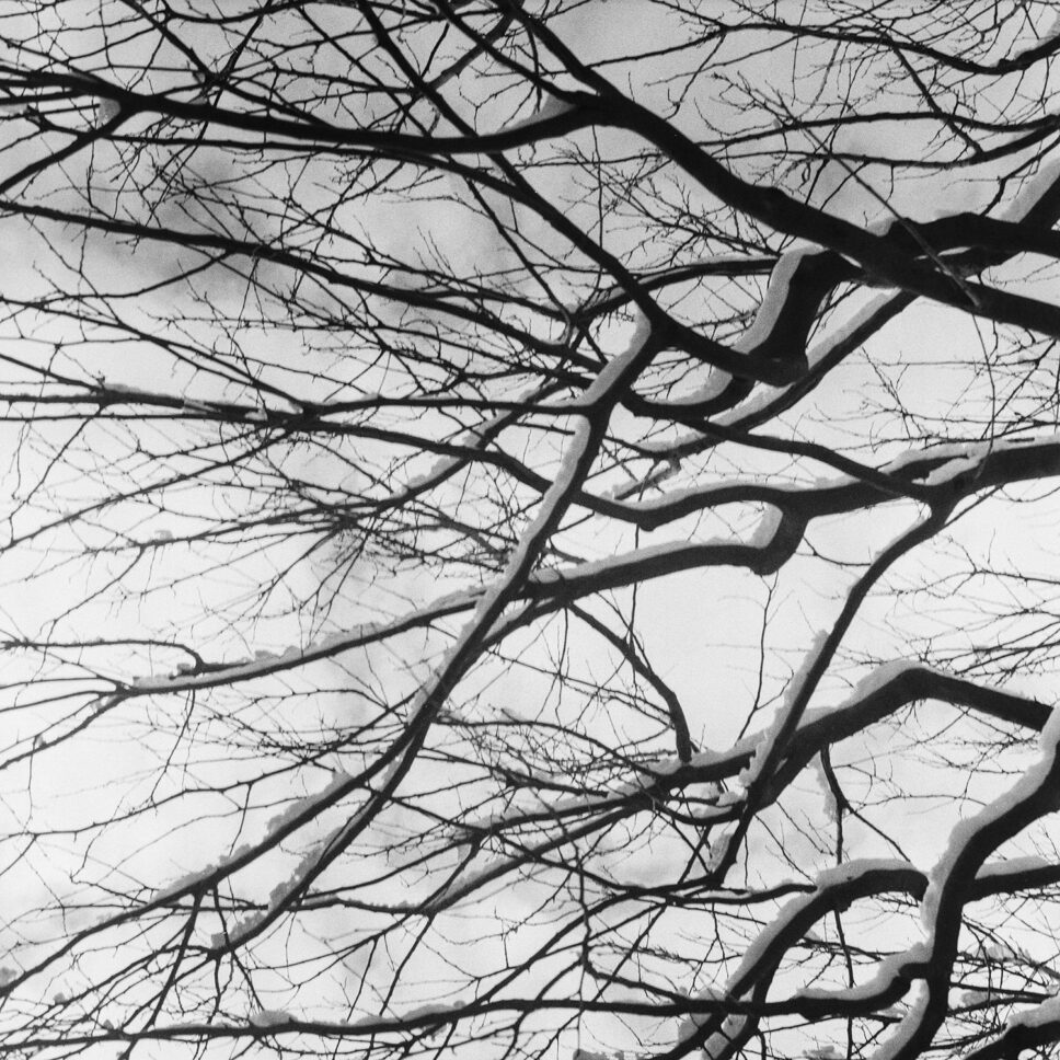 Ramas desnudas con nieve contra el cielo invernal de París, fotografía en película en blanco y negro de formato medio.