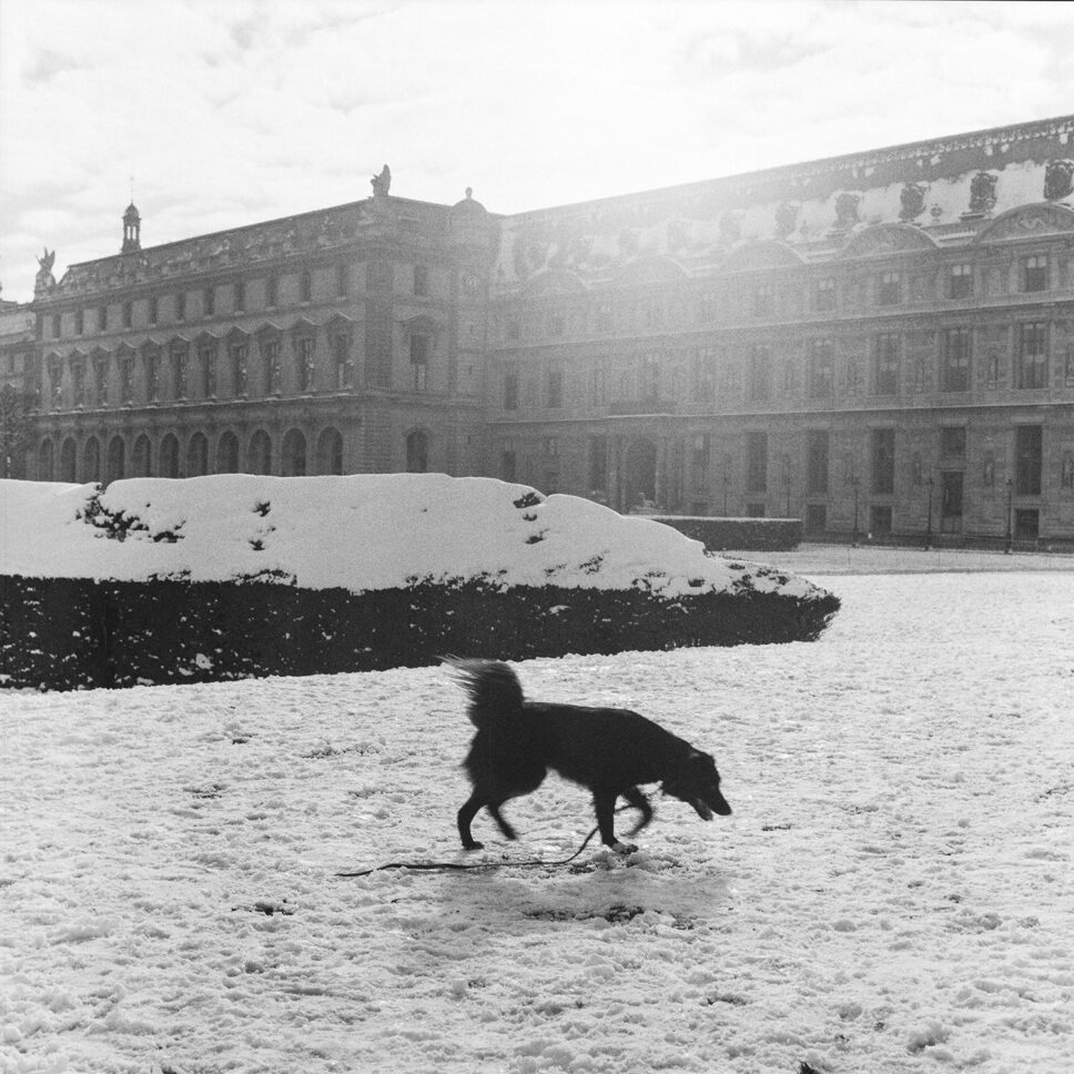 Perro negro en la nieve de las Tullerías frente al Louvre, París, fotografía en película en blanco y negro de formato medio.
