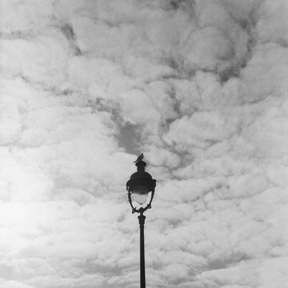 Pájaro posado en una farola parisina contra un cielo nublado, fotografía en película en blanco y negro de formato medio.
