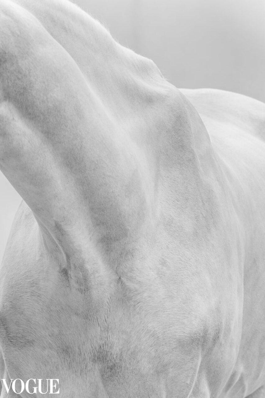 grey horse, black and white fine art photography. Selected by PhotoVogue