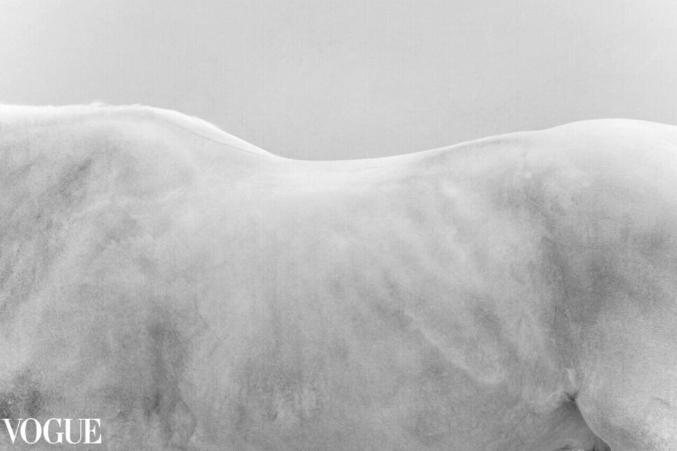 grey horse, black and white fine art photography. Selected by PhotoVogue