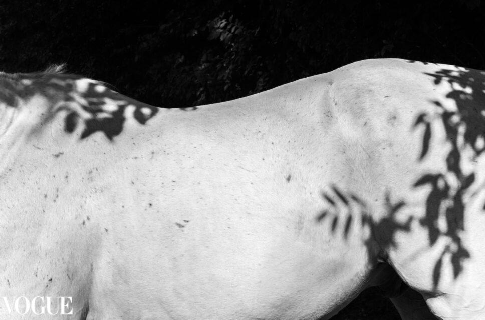 grey horse, black and white fine art photography. Selected by PhotoVogue