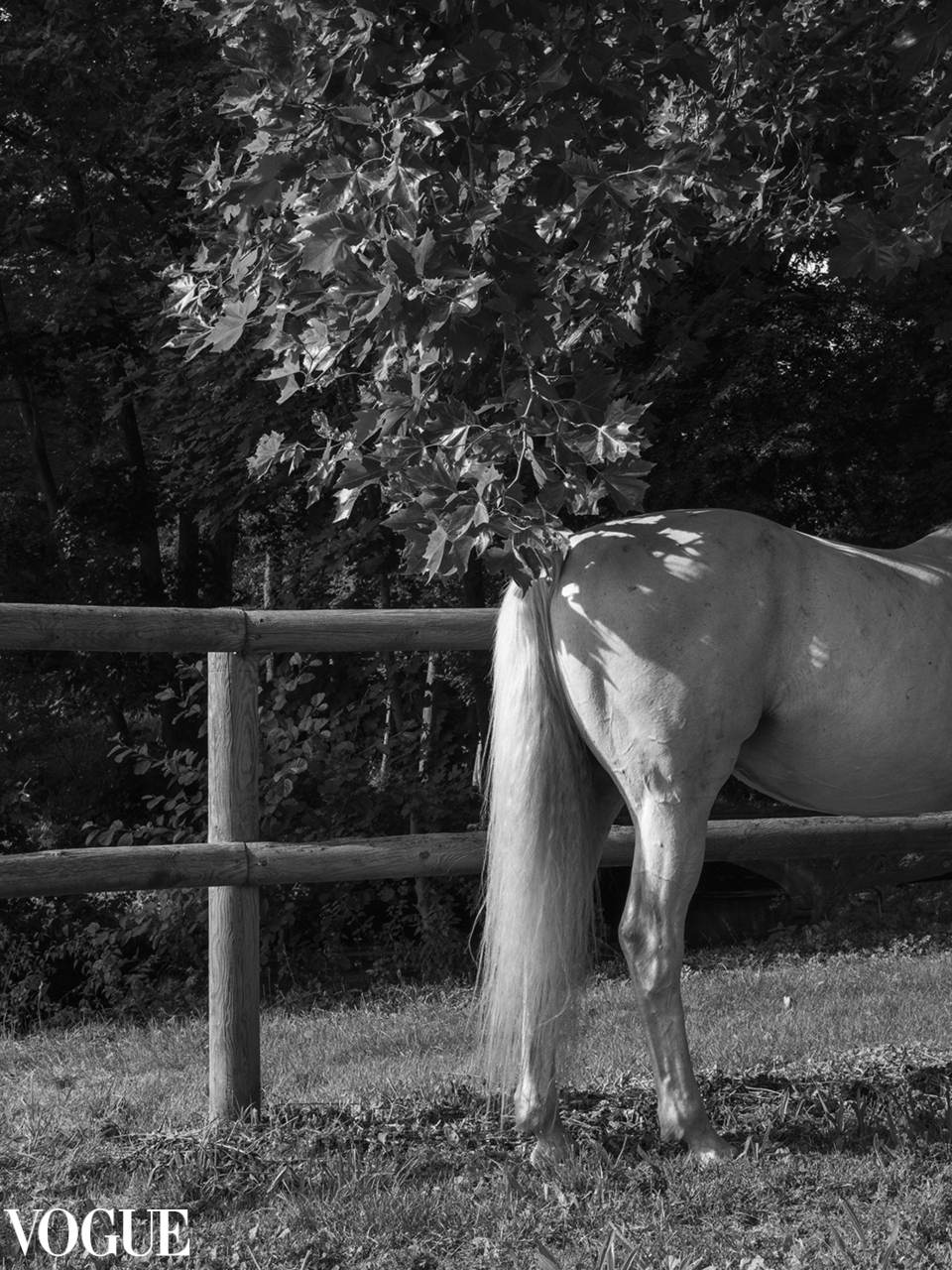 grey horse, black and white fine art photography. Selected by PhotoVogue