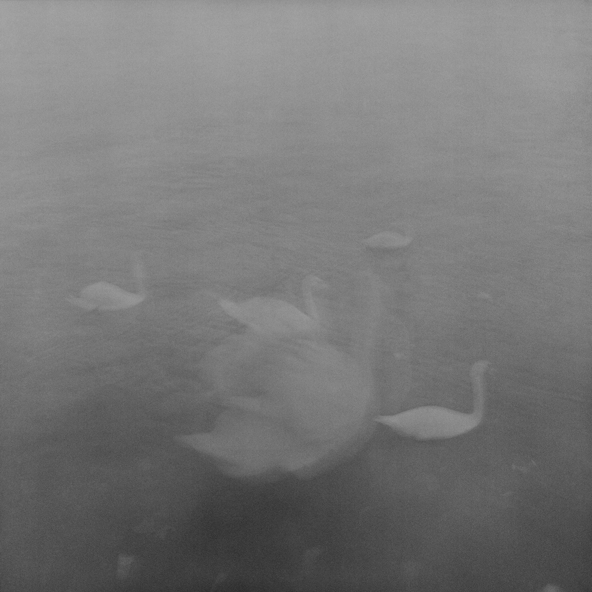 Cisnes envoltos em névoa sobre o Sena, imagem abstrata, fotografia fine art em filme preto e branco de médio formato.