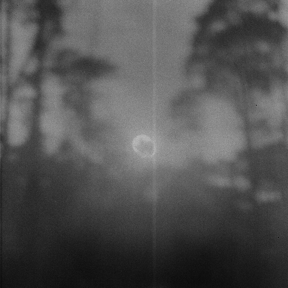 Sol de inverno pálido entre pinheiros na névoa da Floresta de Fontainebleau, fotografia em filme preto e branco.