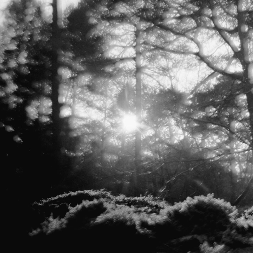 Sol a atravessar os galhos dos pinheiros sobre arbustos iluminados em Fontainebleau, fotografia em filme preto e branco.