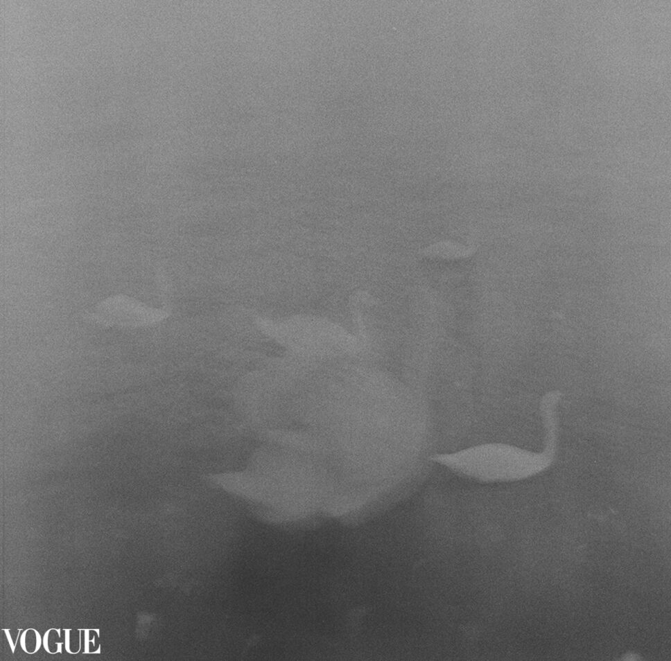Swans veiled in grey mist on the Seine, abstract image, fine art photography on medium format black and white film.