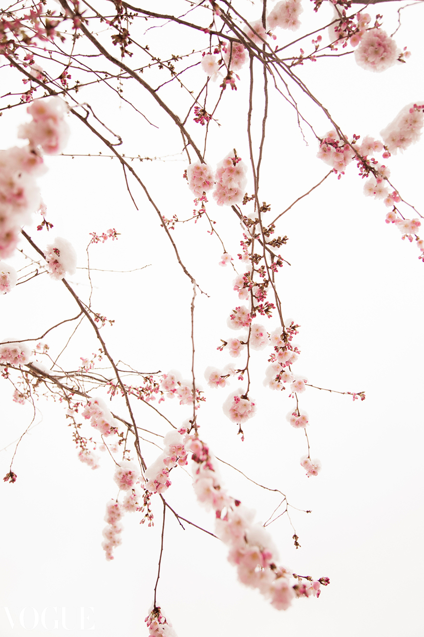 Thin cherry branches with pink blossoms and small caps of snow against a white sky in Paris, colour fine art photography.