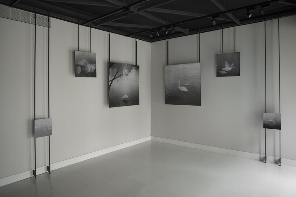 Wall at F&DEO gallery in Madrid displaying six photographs of Seine River swans from Sentimental Journey by Emilia Brandão Carneiro