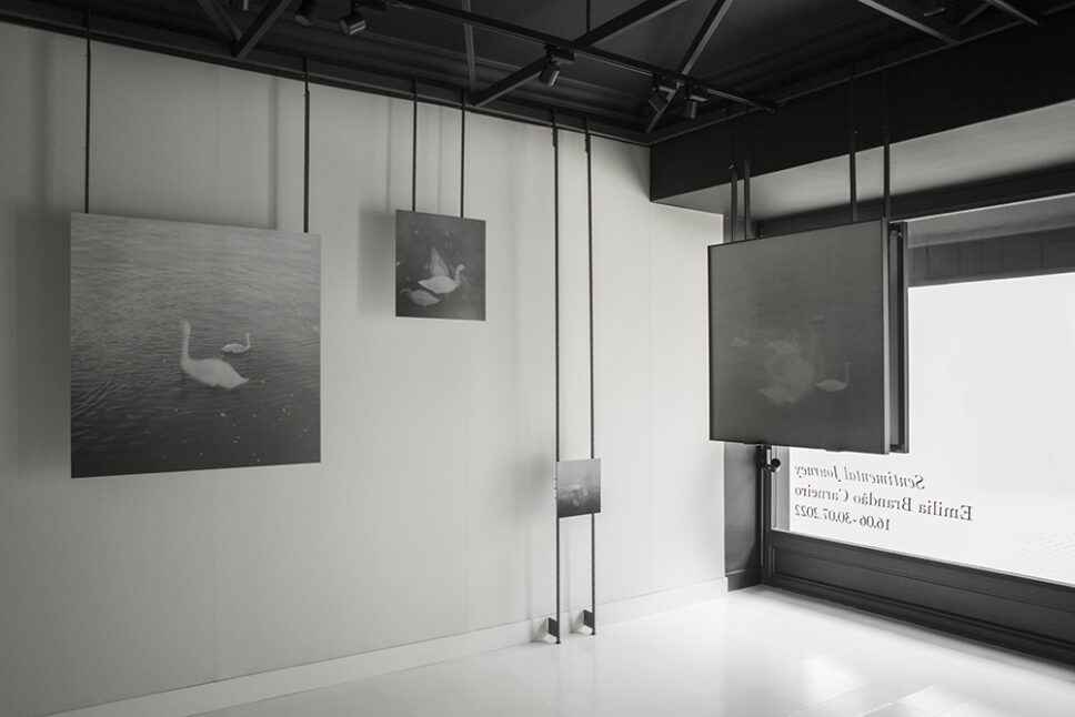 Wall at F&DEO gallery in Madrid displaying six photographs of Seine River swans from Sentimental Journey by Emilia Brandão Carneiro