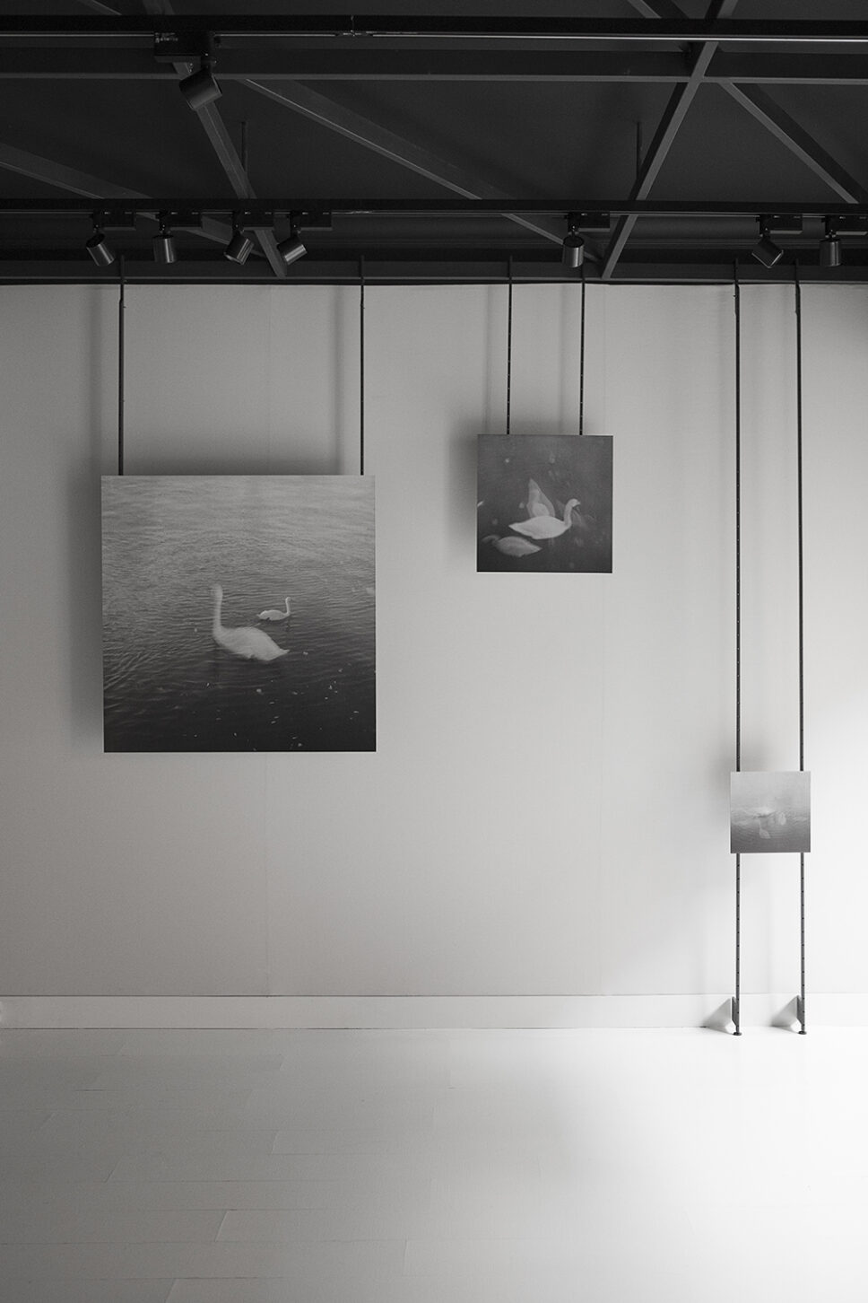 Wall at F&DEO gallery in Madrid displaying three photographs of Seine River swans from Sentimental Journey by Emilia Brandão Carneiro