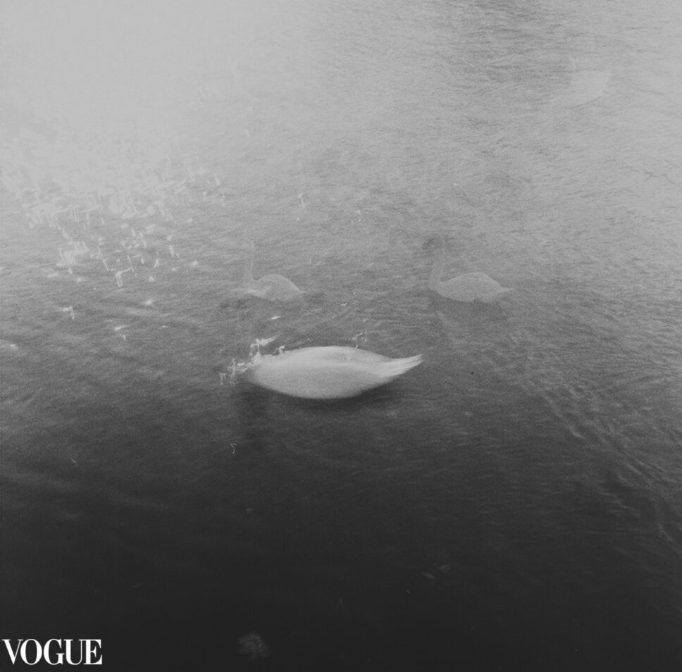 Sentimental Journey VI. Cisnes en bruma gris sobre el Sena, imagen abstracta, fotografía fine art en película en blanco y negro de formato medio.