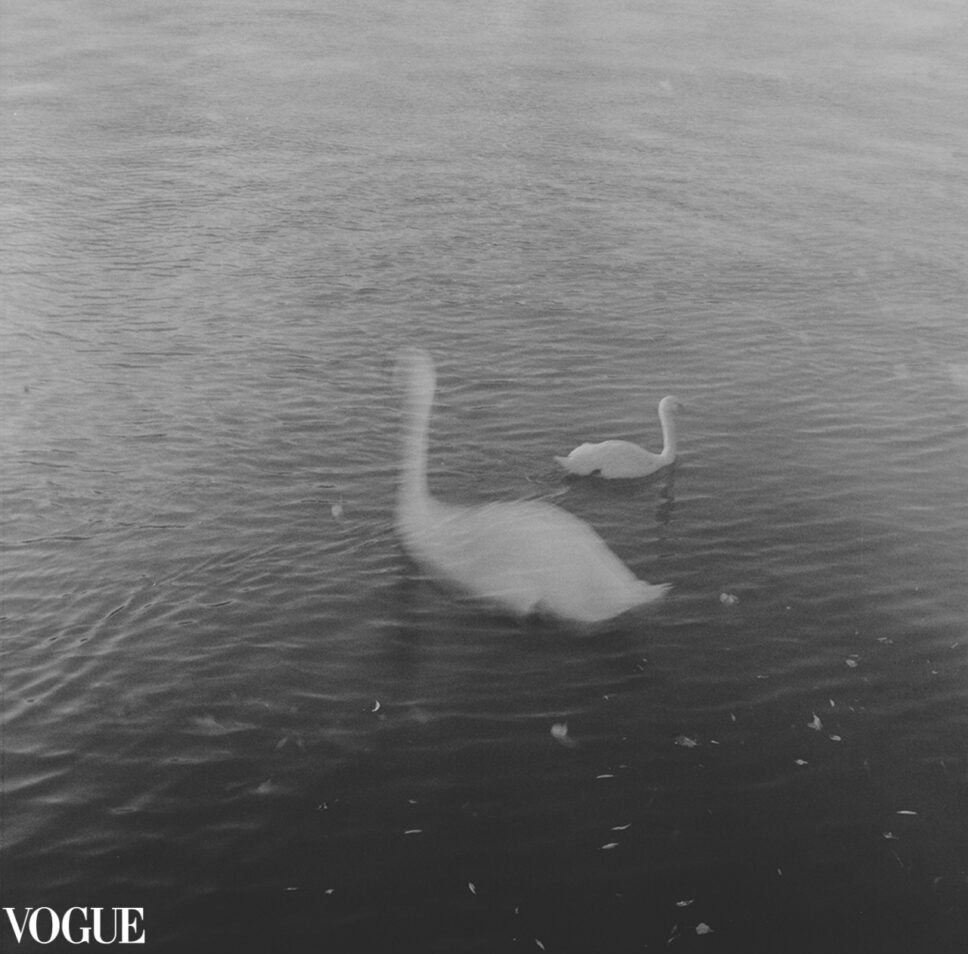 Sentimental Journey IV. Cisnes en bruma gris sobre el Sena, imagen abstracta, fotografía fine art en película en blanco y negro de formato medio.