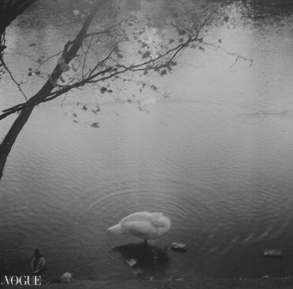 Sentimental Journey I. Cisnes en bruma gris sobre el Sena, imagen abstracta, fotografía fine art en película en blanco y negro de formato medio.